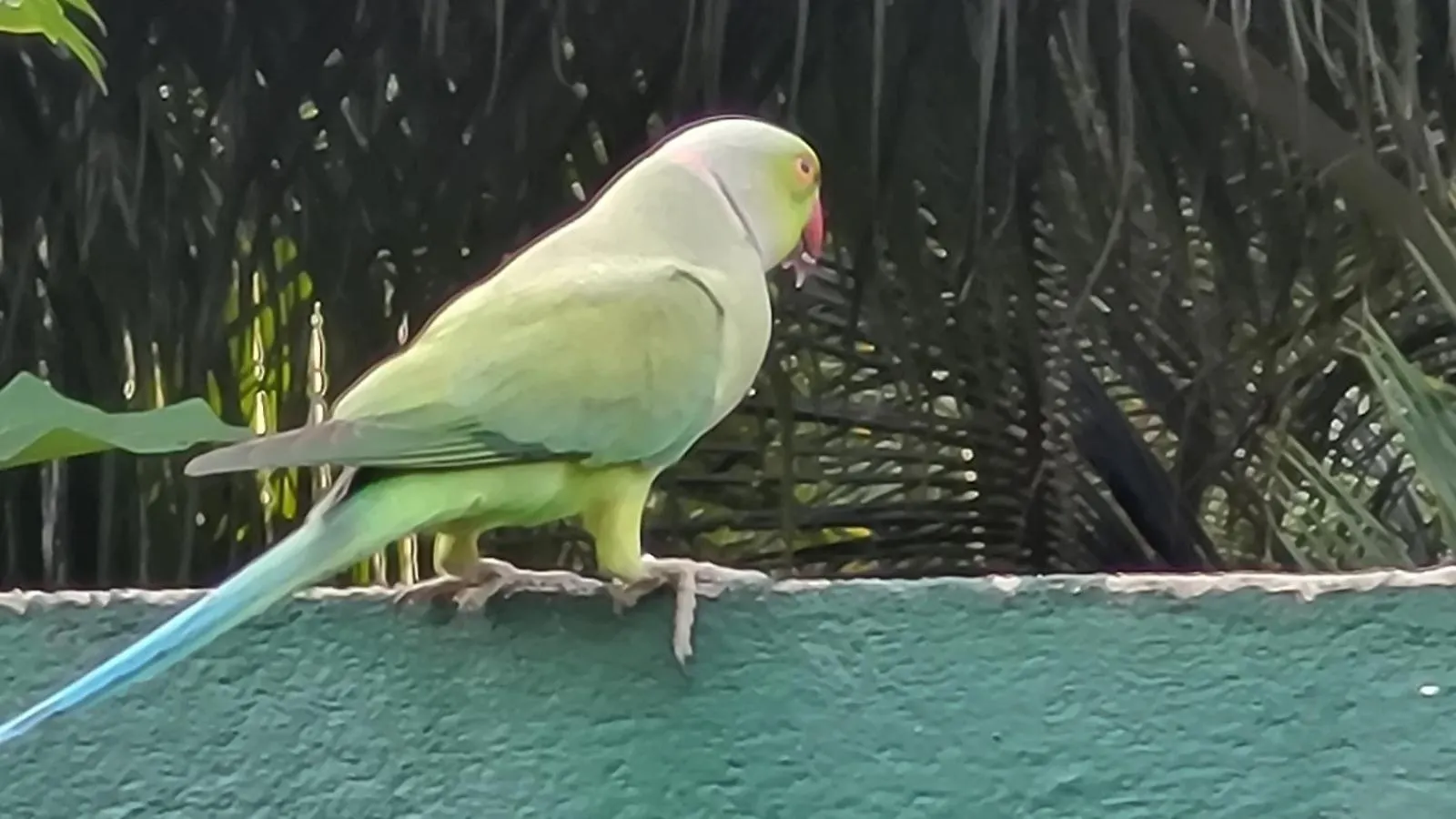 Accommodatie bij particulieren Parrot Paradise Negombo