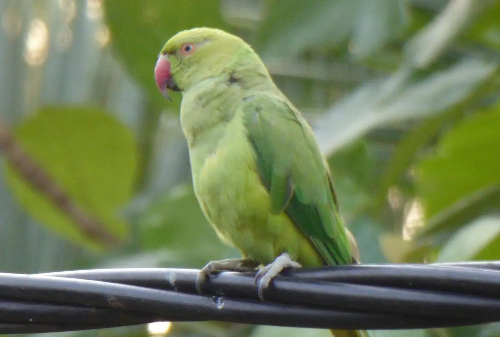 Parrot Paradise Negombo Alloggio in famiglia