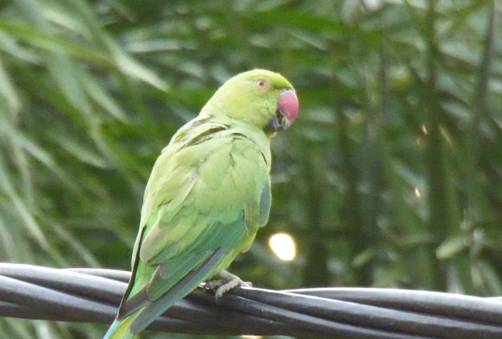 Parrot Paradise Negombo